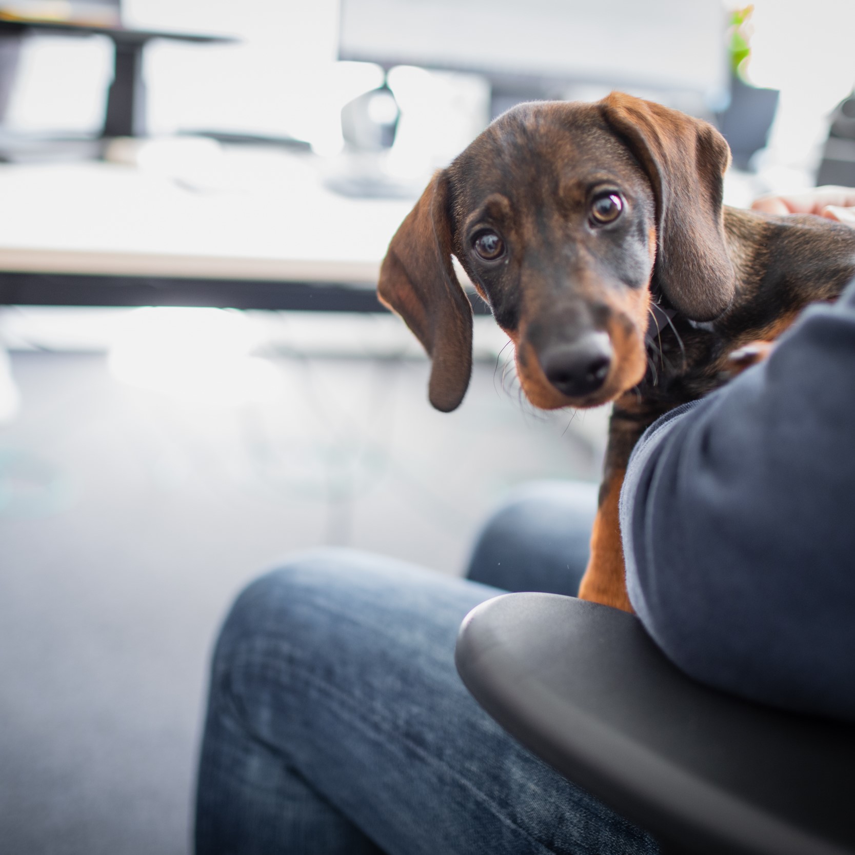 Ausbildung.de_people_and_culture_buerohund