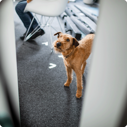 ausbildung.de_buerohund-1 ausbildung.de_buerohund-1