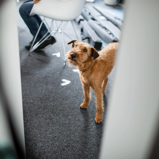 ausbildung.de_buerohund